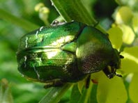 Rosenkäfer