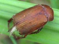 Serica brunna, Rotbrauner Laubkäfer