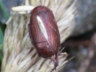Serica brunna, Rotbrauner Laubkäfer