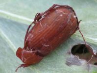 Serica brunna, Rotbrauner Laubkäfer