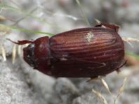 Serica brunna, Rotbrauner Laubkäfer