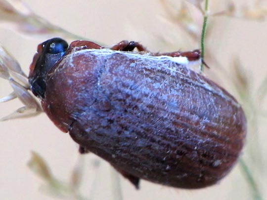 Serica brunna, Rotbrauner Laubkäfer