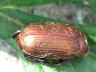 Serica brunna, Rotbrauner Laubkäfer