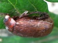 Serica brunna, Rotbrauner Laubkäfer