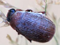Serica brunna, Rotbrauner Laubkäfer