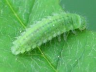 Chrysomelidae, Larve