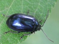 Erlenblattkäfer, Agelastica alni