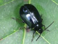 Erlenblattkäfer, Agelastica alni