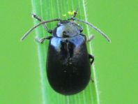 Erlenblattkäfer, Agelastica alni