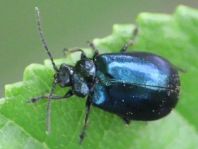 Erlenblattkäfer, Agelastica alni