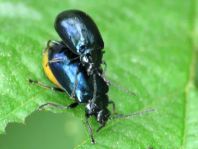 Erlenblattkäfer, Agelastica alni