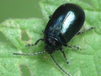 Erlenblattkäfer, Agelastica alni