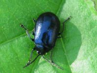 Erlenblattkäfer, Agelastica alni