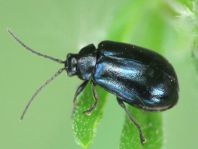 Erlenblattkäfer, Agelastica alni