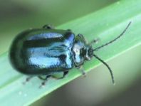Erlenblattkäfer, Agelastica alni