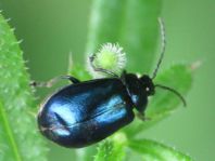 Erlenblattkäfer, Agelastica alni