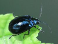 Erlenblattkäfer, Agelastica alni