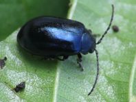Erlenblattkäfer, Agelastica alni