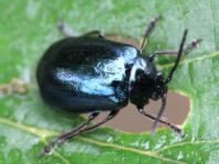 Erlenblattkäfer, Agelastica alni