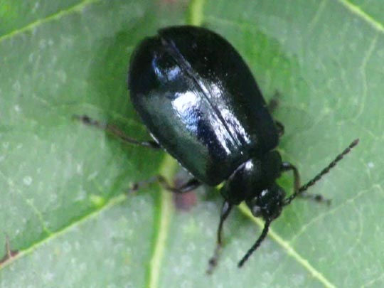 Erlenblattkäfer, Agelastica alni