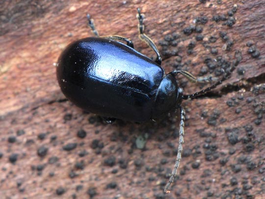 Erlenblattkäfer, Agelastica alni