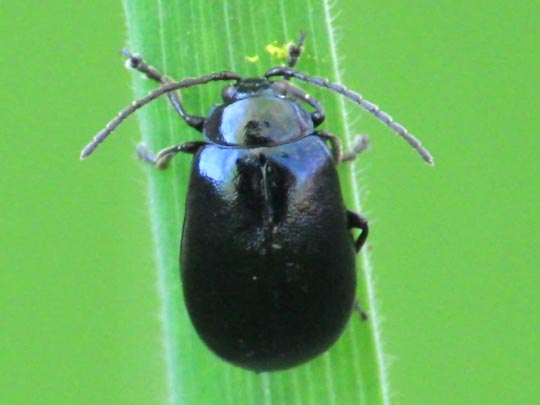 Erlenblattkäfer, Agelastica alni