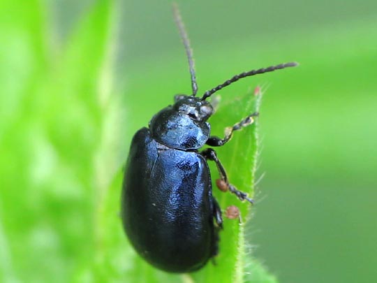 Erlenblattkäfer, Agelastica alni