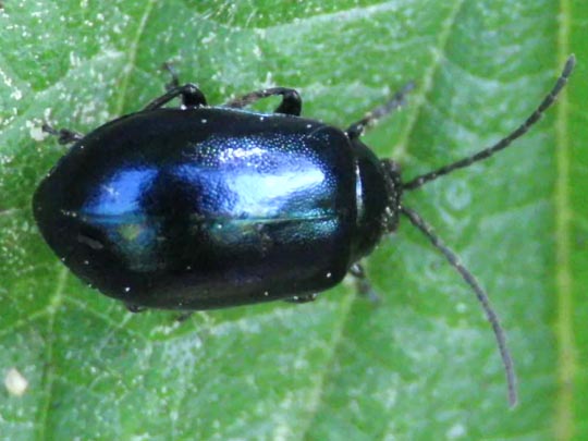 Erlenblattkäfer, Agelastica alni