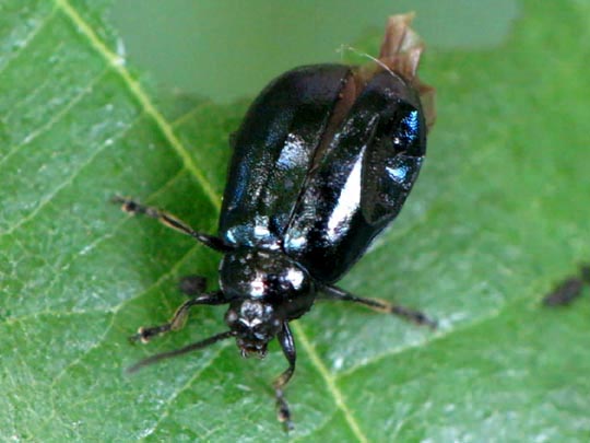Erlenblattkäfer, Agelastica alni