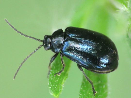 Erlenblattkäfer, Agelastica alni