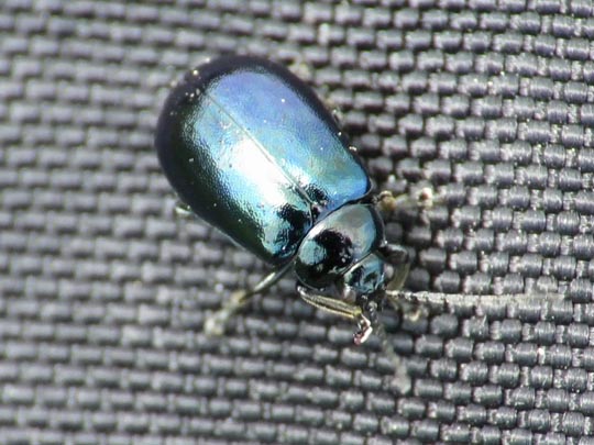 Erlenblattkäfer, Agelastica alni