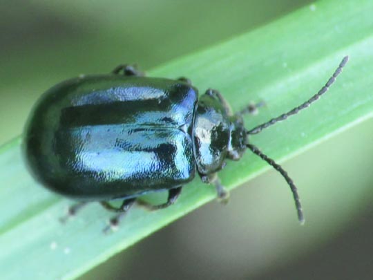 Erlenblattkäfer, Agelastica alni