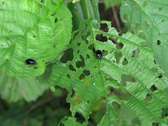 Erlenblattkäfer, Agelastica alni