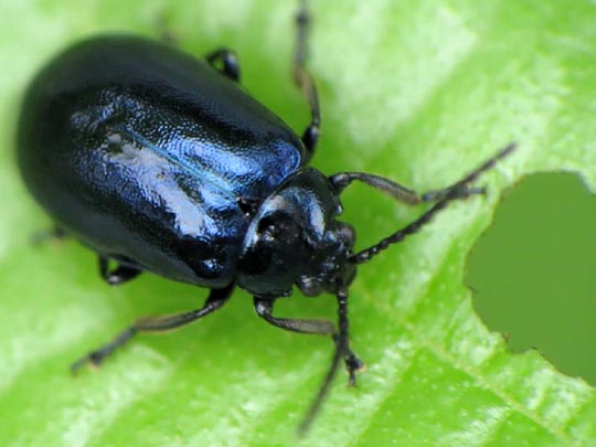 Erlenblattkäfer, Agelastica alni
