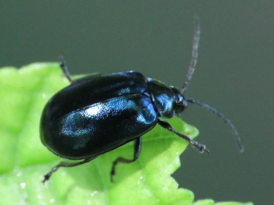 Erlenblattkäfer, Agelastica alni