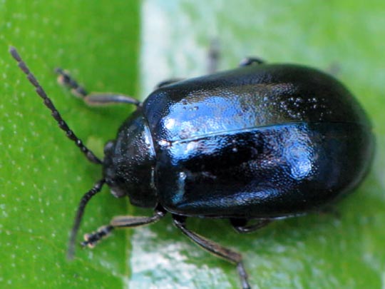 Erlenblattkäfer, Agelastica alni