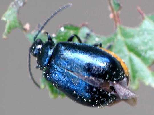 Erlenblattkäfer, Agelastica alni