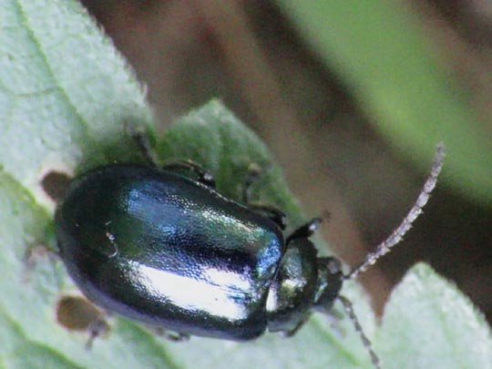 Erlenblattkäfer, Agelastica alni