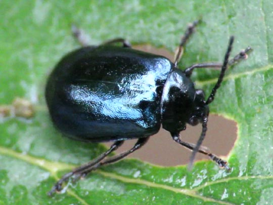Erlenblattkäfer, Agelastica alni