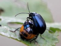 Erlenblattkäfer, Agelastica alni