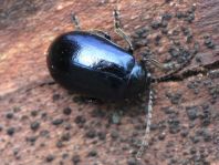 Erlenblattkäfer, Agelastica alni