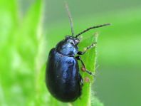 Erlenblattkäfer, Agelastica alni