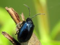 Erlenblattkäfer, Agelastica alni