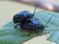 Erlenblattkäfer, Agelastica alni