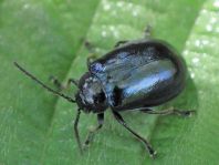 Erlenblattkäfer, Agelastica alni