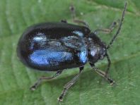 Erlenblattkäfer, Agelastica alni