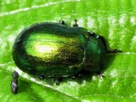 Erlenblattkäfer, Agelastica alni