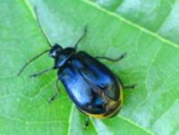 Erlenblattkäfer, Agelastica alni