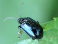 Erlenblattkäfer, Agelastica alni