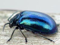 Erlenblattkäfer, Agelastica alni